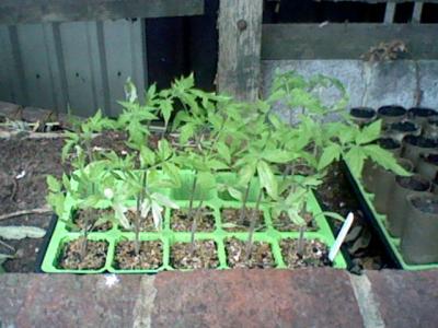 Tomato seedlings in a tray.