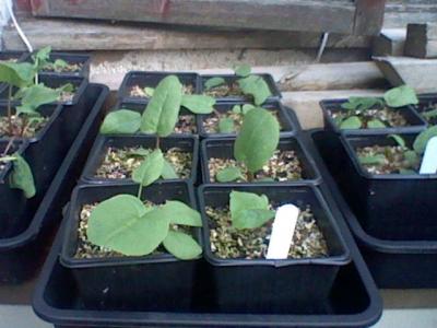 Rhubarb seedlings in small pots.