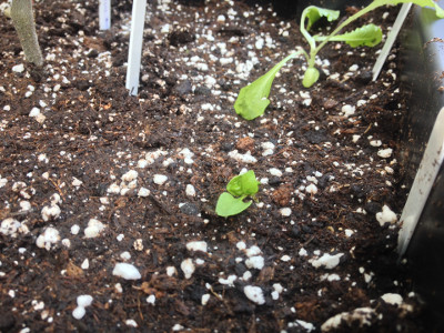 Sweet Genovese basil seedling planted in final position.
