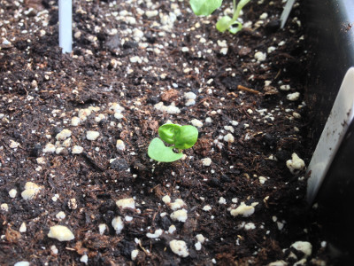 Sweet Genovese basil seedling slowly growing.