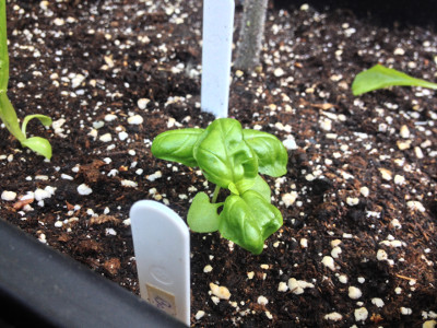 Sweet Genovese basil plants slowly putting on growth.