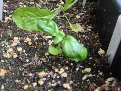 Sweet Genovese basil plant slowly putting on growth.