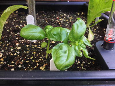 Sweet Genovese basil plants slowly putting on growth. I will soon prune the growing tips to encourage bushier plants.
