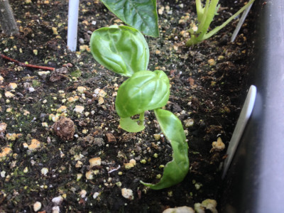 Sweet Genovese basil plant slowly putting on growth, with a bit of slug/snail damage.