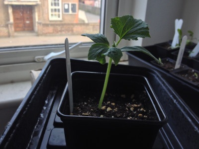 My lone Wautoma cucumber seedling with its first true leaves.