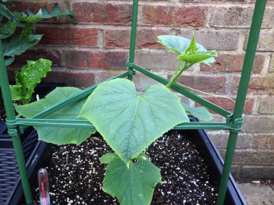 Wautoma cucumber plant with a tendril two nodes below the main growth tip that hasn't yet latched onto the tomato cage.