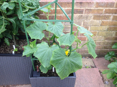 Flowering Wautoma cucumber plant with three main stems being trained up/around a tomato cage.