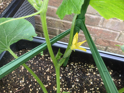 A female flower on a Wautoma cucumber plant, with a growth tip also growing from the node that needs pruning. Hopefully this flower will be pollinated and the fruit behind it will grow into a cucumber.