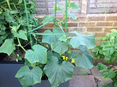 Flowering Wautoma cucumber plant with 3 main stems that are really wanting to grow horizontally instead of up the tomato cage.