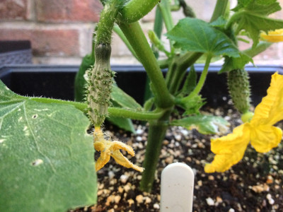 Two female Wautoma cucumber flowers that have hopefully been pollinated by insects.