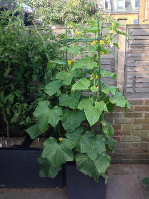 Flowering and fruiting Wautoma cucumber plant with three main stems trained to the top of a tomato cage.