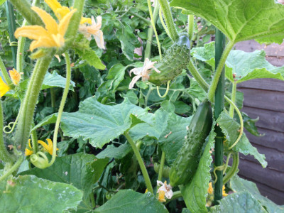 A couple of pollinated Wautoma cucumber fruits.