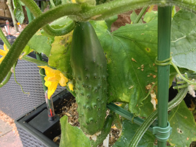A Wautoma cucumber fruit ready to be picked.