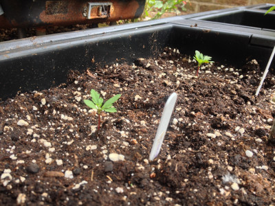 French Marigolds in final position slowly growing.