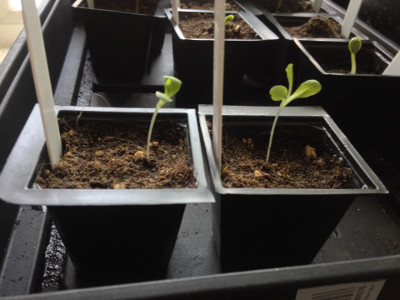 Crisp Mint Lettuce seedlings with first true leaves.