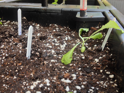 Fallen over Crisp Mint Lettuce seedling potted out in final position.