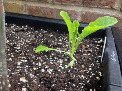 Another Crisp Mint Lettuce seedling potted out.