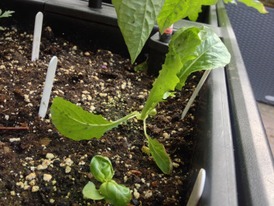 Crisp Mint Lettuce seedling is now support itself.
