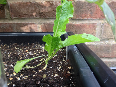 Crisp Mint Lettuce seedling has settled in and putting on growth.