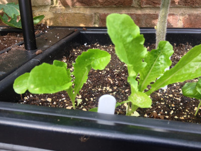 Crisp Mint Lettuce seedlings have settled in and putting on growth.