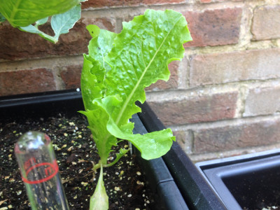 Crisp Mint lettuce plant not yet attacked by slugs and snails has put on more growth and is starting to look like a lettuce.