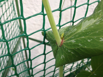 A small bud developing between a Golden Sweet mangetout leaf and the stem. I believe this will become multiple flowers, each of which will become a mangetout pod.