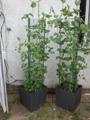 Golden Sweet mangetout (left) and Bijou mangetout (right) are growing well. More Golden Sweet plants transplanted (just one plant left to transplant) and the remaining 7 spaces in the Bijou container will be filled after I start the seeds indoors next week. The older plants are now taller than the trellis, and I have decided to cut the growing tips off at the second node above the top of the supports.