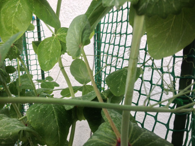 On the closest Bijou mangetout plant you can see the bud from the node at the bottom right of the picture has developed into more leaf growth. This lateral growth should fill in the plants, eventually hiding more of the mesh.