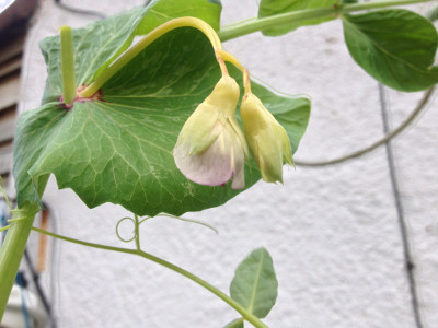Two Golden Sweet mangetout flowers developing at the top node of a plant. The purple petals are now visible on one of them.