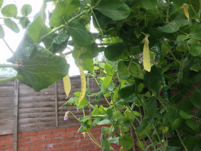 The yellow Golden Sweet mangetout pods are easy to spot.