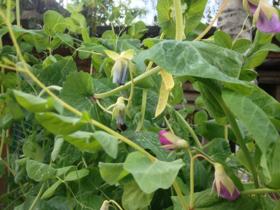 Golden Sweet mangetout plants are flowering and have started producing pods that are ready to be picked.