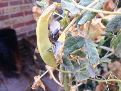 A Golden Sweet mangetout pod that has started to be affected by powdery mildew before it is ready to be picked.