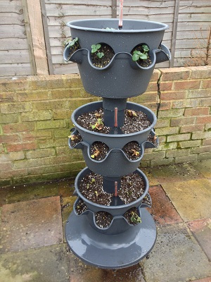 3-tier planter with two tiers replanted.