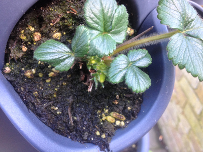 These strawberry flowers may or may not turn into strawberries having experienced some frost.