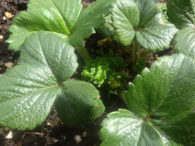 This Flamenco flower bud has its petals (and they are white) so it might become my first strawberry.