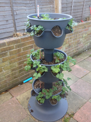 3-tier planter with strawberry plants flowering in top two tiers.