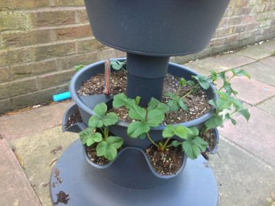 Bottom tier planter with zero flower buds.
