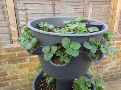 Top tier planter with flowering Flamenco strawberry flowers.