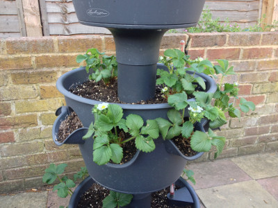 Middle tier planter with flowering Cambridge Favourite strawberry flowers.