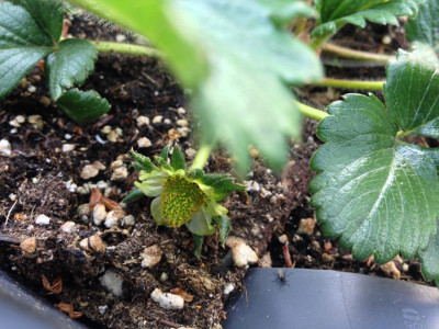 A partially pollinated strawberry flower.