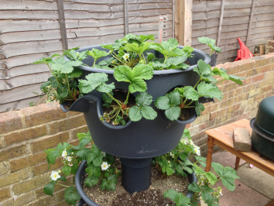 Top tier planter with flowering and fruiting Flamenco strawberry plants.