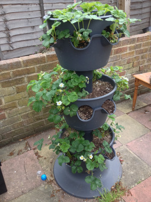 3-tier planter with strawberry plants flowering in all 3 tiers.