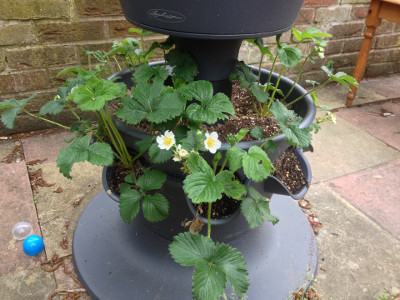 Bottom tier planter with flowering Florence strawberry plants.