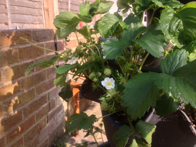 Cambridge Favourite strawberry plants with closed flower buds, flowers, pollinated flowers, and developing fruit.