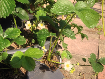 Florence strawberry plants with developing flower buds, flowers, pollinated flowers, and developing fruit.