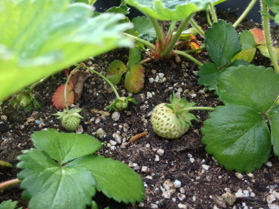 Some developing Flamenco strawberries including one that has started to ripen.