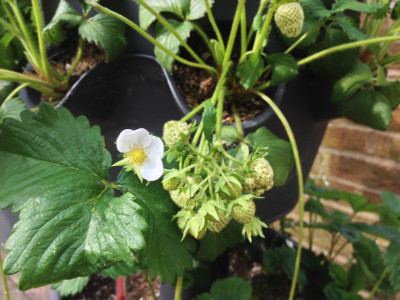 Cambridge Favourite strawberry plant with a flower and some developing fruit.
