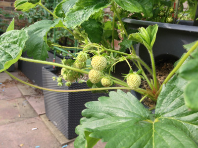 Cambridge Favourite strawberry plants with closed flower buds, pollinated flowers, developing fruit, and runners/stolons.