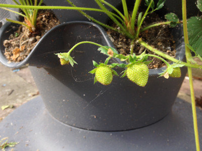 Florence strawberry plants with developing fruit.