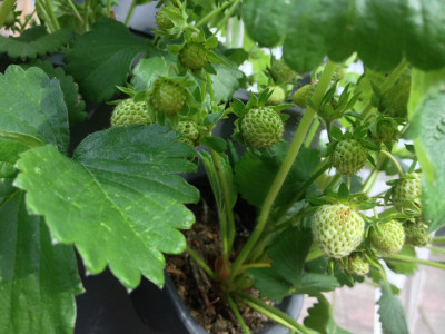 Cambridge Favourite strawberry plant with pollinated flowers, developing fruit, and runners/stolons.
